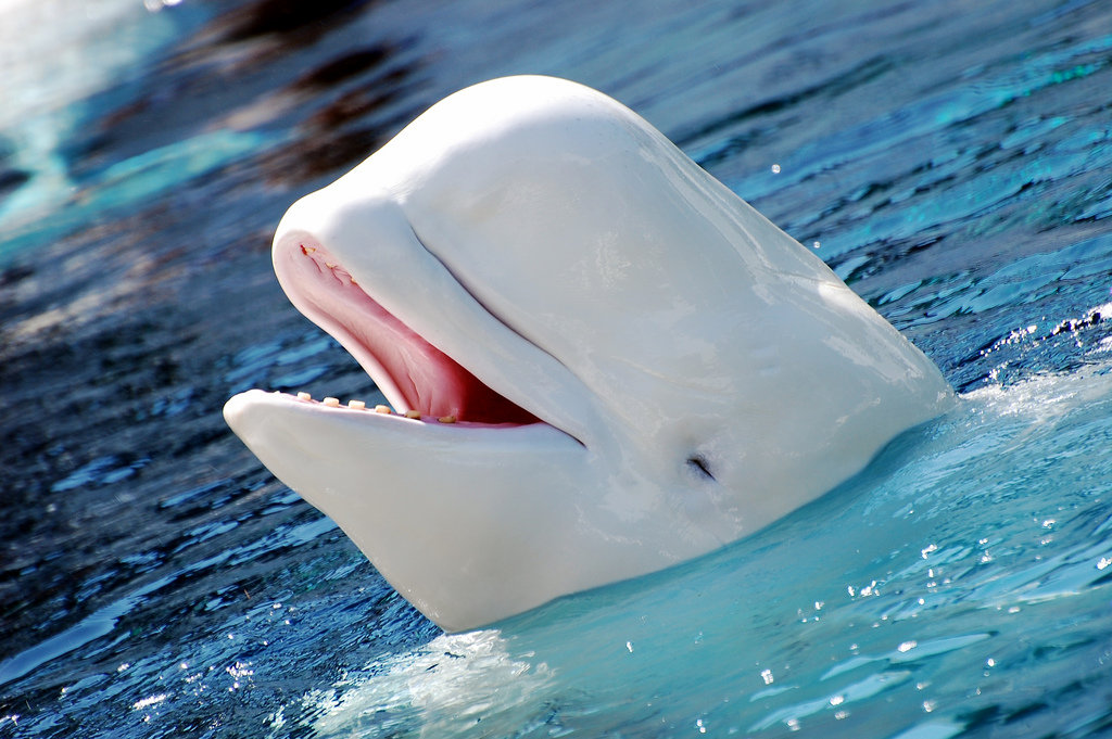 Ballena Blanca, periodismo ambiental y económico